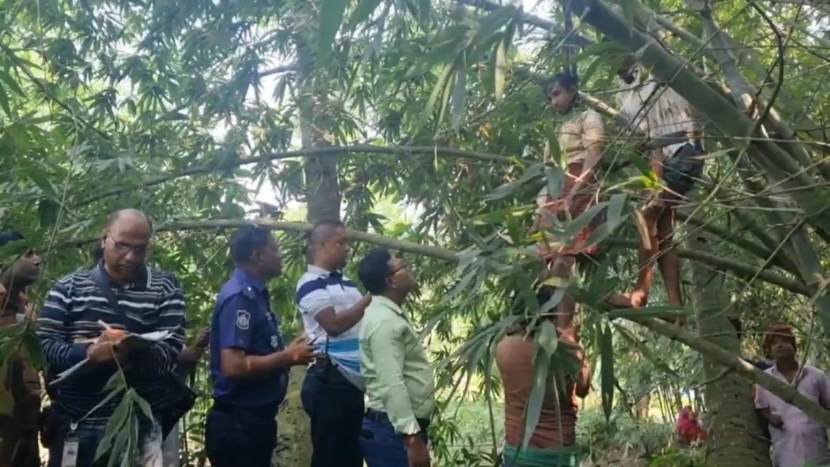 Meherpur Death Pic