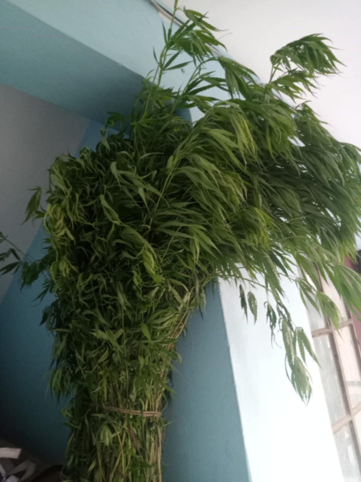 Messenger_creation_987d1dff-6b56-4431-abd5-a5fbcb605273